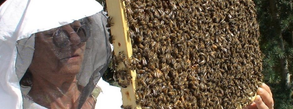 Vous débutez en Apiculture ?