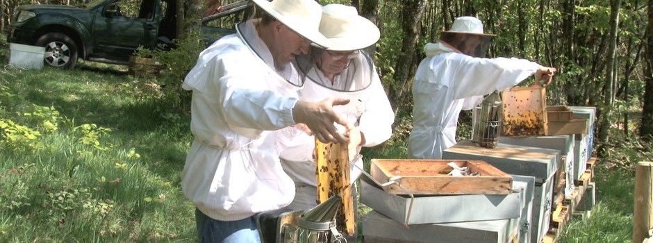 Une formation privée en Apiculture ?