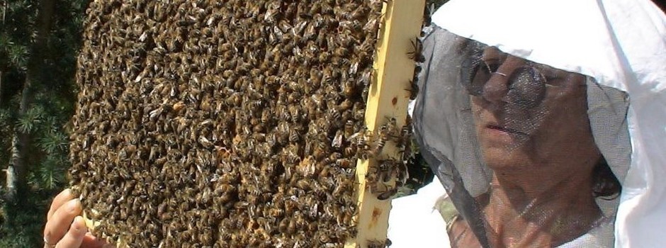 Venez Apprendre l'Apiculture