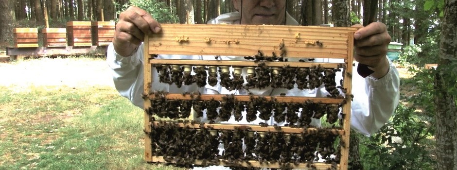 Comment devenir performant en apiculture