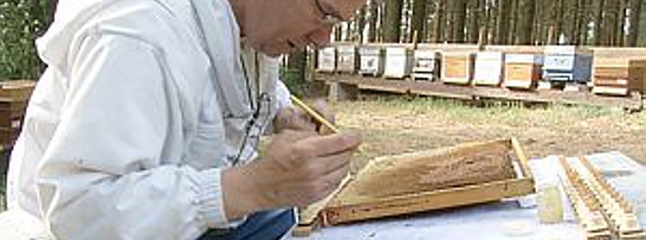 Le Grafting, ou l'élevage des reines