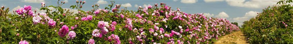 Vos abeilles, actrices directes de la beauté des paysages Participez à l'embellissement du Maroc