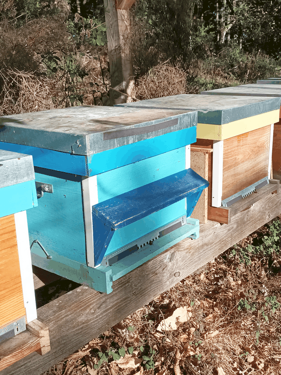 conduite de rucher: stage d'apiculture