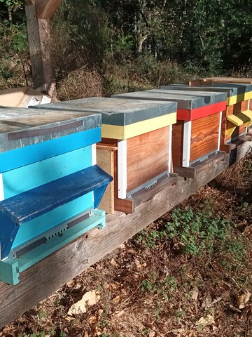 Apprendre à gérer un rucher: une obligation même en amateur préparation à la multiplication des abeilles