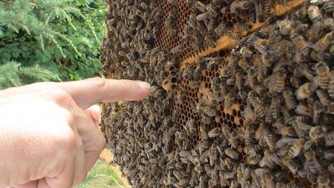 Stages de formation en apiculture 2025