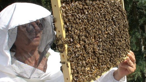 Un stage privé permet d'avancer beaucoup plus vite Tarification de stages privés en apiculture
