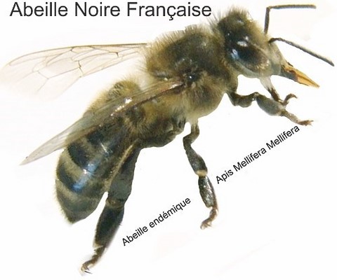 L'abeille Noire, une abeille ancestrale à défendre L'abeille Noire pour une apiculture respectueuse des espèces endémiques