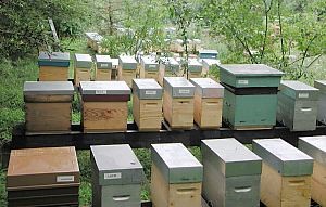 La maîtrise de l'élevage des abeilles doit être un aquis L'élavage des abeilles doit être maîtrisé