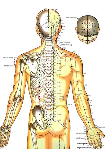 Les points d'apipuncture Formation à l' Apipuncture et Venin d'abeille