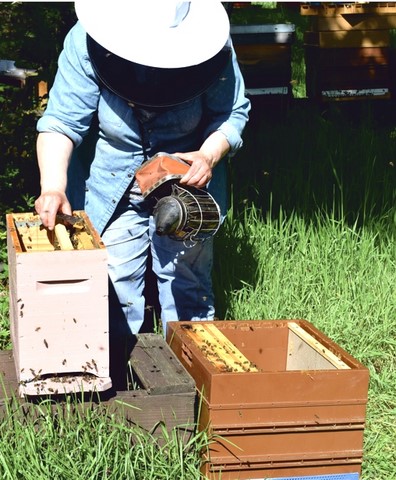 Poursuivez une année supplémentaire à mon cours d'apiculture