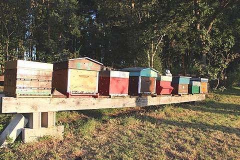 Apprentissage en apiculture monter son premier rucher sera votre premier objectif