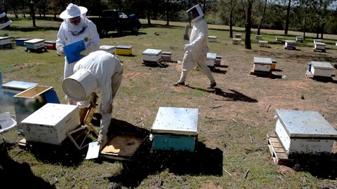 Comment pratiquer l'apiculture au Maroc faire de l'apiculture au Maroc...