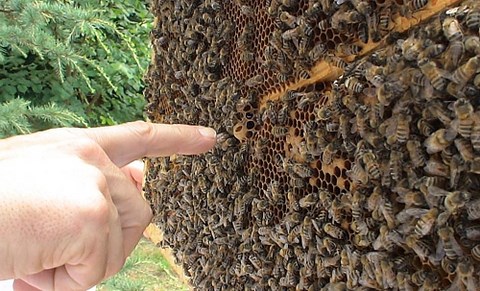 La patience en apiculture est une priorité Apprendre l'apiculture un prérequis