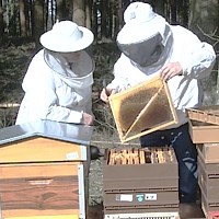 Venez apprendre à avotre rythme en cours particulier Stages spécifiques de reconversion professionnelle en apiculture