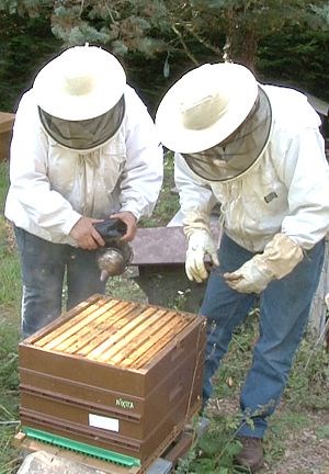 Pour régler la problématique de l'augmentation de Cheptel Formation apiculture individuelle