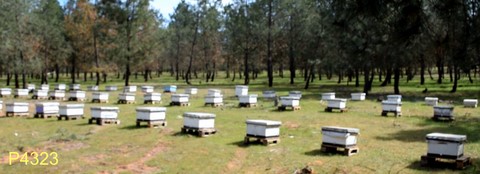 Apiculture: comment grossir le cheptel d'abeilles Comment augmenter son cheptel de façon conséquente