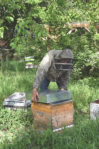Propolis: Récolte et transformation Le Propoliculteur produit et récolte de la propolis