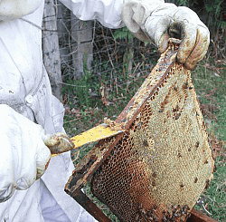 Propolis de raclage ou de grille spécifique