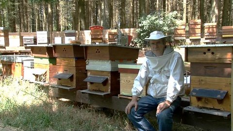 apprendre de manière sérieuse la pratique d'apiculture Engagement avant de débuter