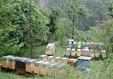 Formation Qualifiante en Apiculture France
