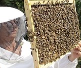 Débutant ou débutante en Apiculture